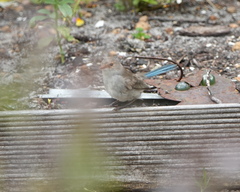 Malurus splendens splendens