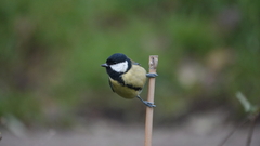 Parus major newtoni