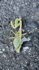 Hierodula chinensis