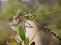 Austrogomphus guerini