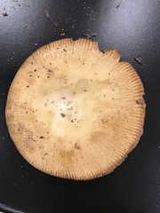 Russula grata