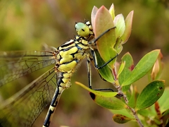 Austrogomphus guerini