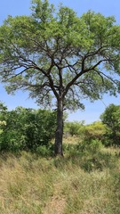 Sclerocarya birrea