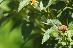 Cyanophrys herodotus