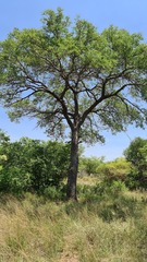 Sclerocarya birrea