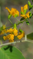 Pterocarpus rotundifolius