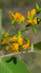 Pterocarpus rotundifolius