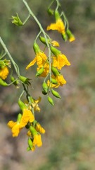 Pterocarpus rotundifolius