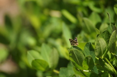 Burnsius orcynoides