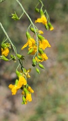 Pterocarpus rotundifolius