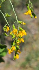 Pterocarpus rotundifolius