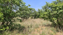 Pterocarpus rotundifolius
