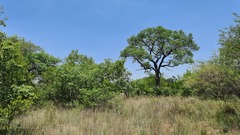 Sclerocarya birrea