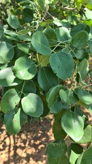 Pterocarpus rotundifolius