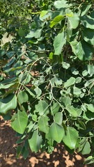 Pterocarpus rotundifolius