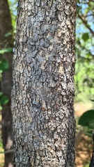 Pterocarpus rotundifolius