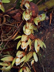 Coelogyne
