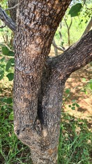 Pterocarpus rotundifolius