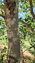Pterocarpus rotundifolius
