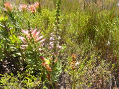 Erica placentiflora