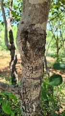 Pterocarpus rotundifolius