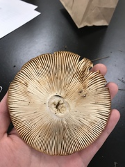 Russula grata
