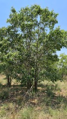 Pterocarpus rotundifolius