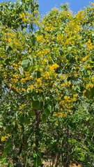 Pterocarpus rotundifolius