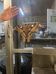 Coscinocera hercules