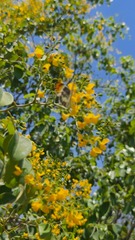 Pterocarpus rotundifolius