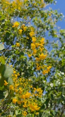 Pterocarpus rotundifolius