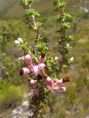 Erica placentiflora
