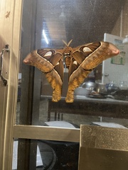 Coscinocera hercules