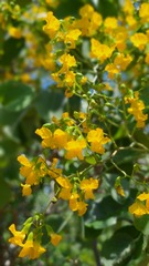 Pterocarpus rotundifolius