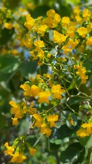 Pterocarpus rotundifolius