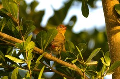 Lagonosticta senegala