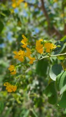 Pterocarpus rotundifolius