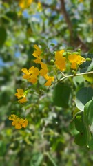 Pterocarpus rotundifolius