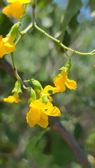 Pterocarpus rotundifolius