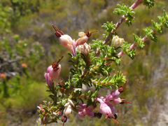 Erica placentiflora