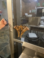 Coscinocera hercules