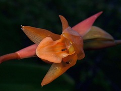 Coelogyne