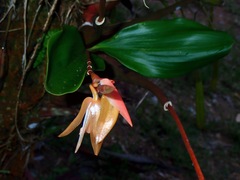 Coelogyne