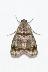 Stericta concisella