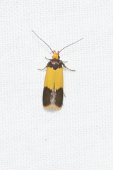 Heteroteucha dichroella