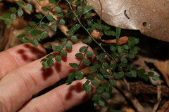 Capparis sarmentosa
