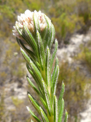 Phylica imberbis