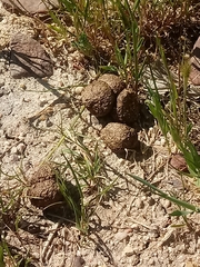 Lagomorpha