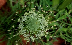 Schizocarphus nervosus