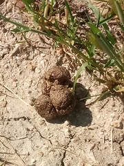 Lagomorpha